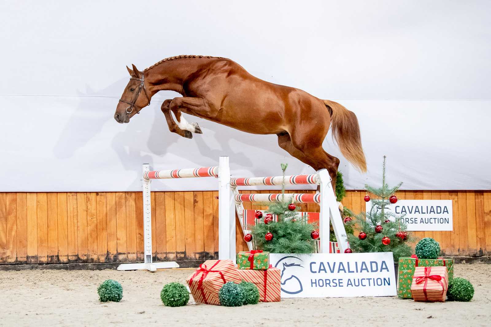 VESTARINO (VESTARI x CASALTINO) — Holsteiner · Stallion · 6y