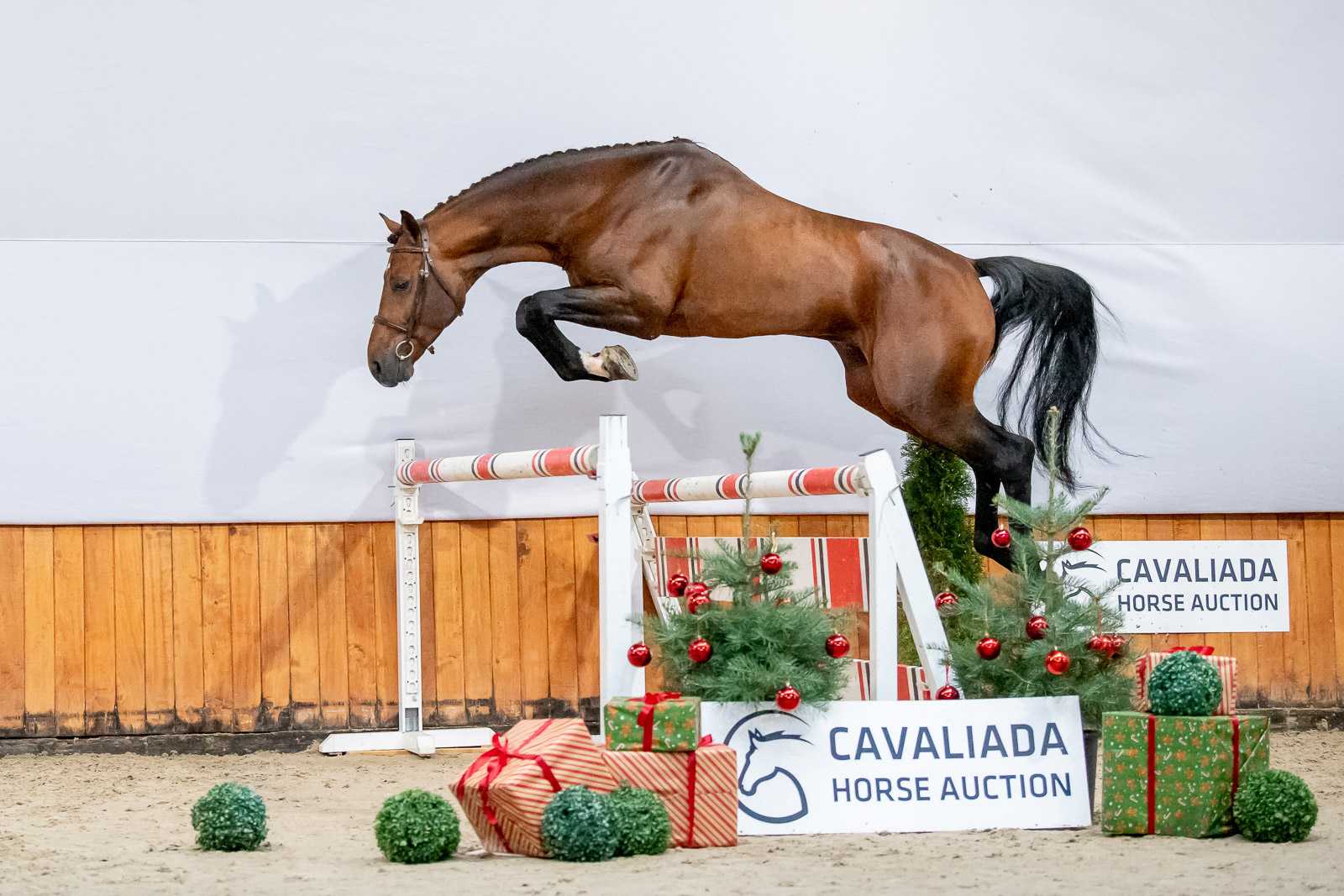 SUMATTI (ASCA Z x WIDAM) — SP · Stallion · 6y