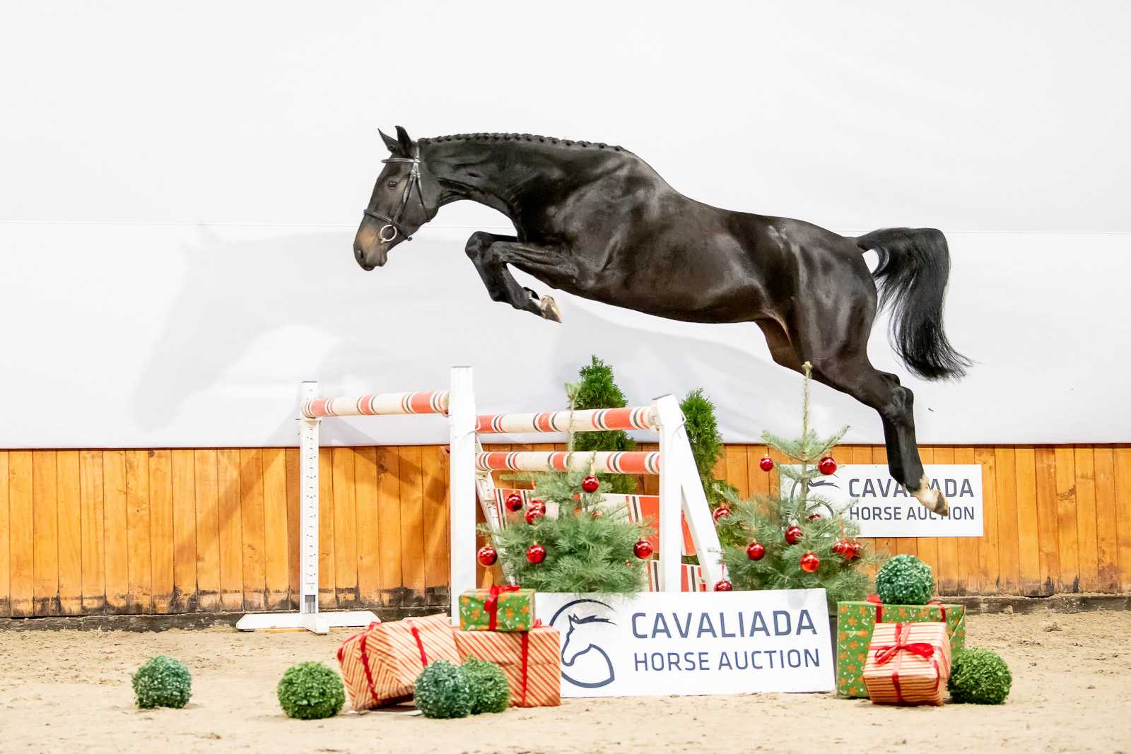 RITA HG (CHACCO'S SON II x CONCERT) — SP · Mare · 6y