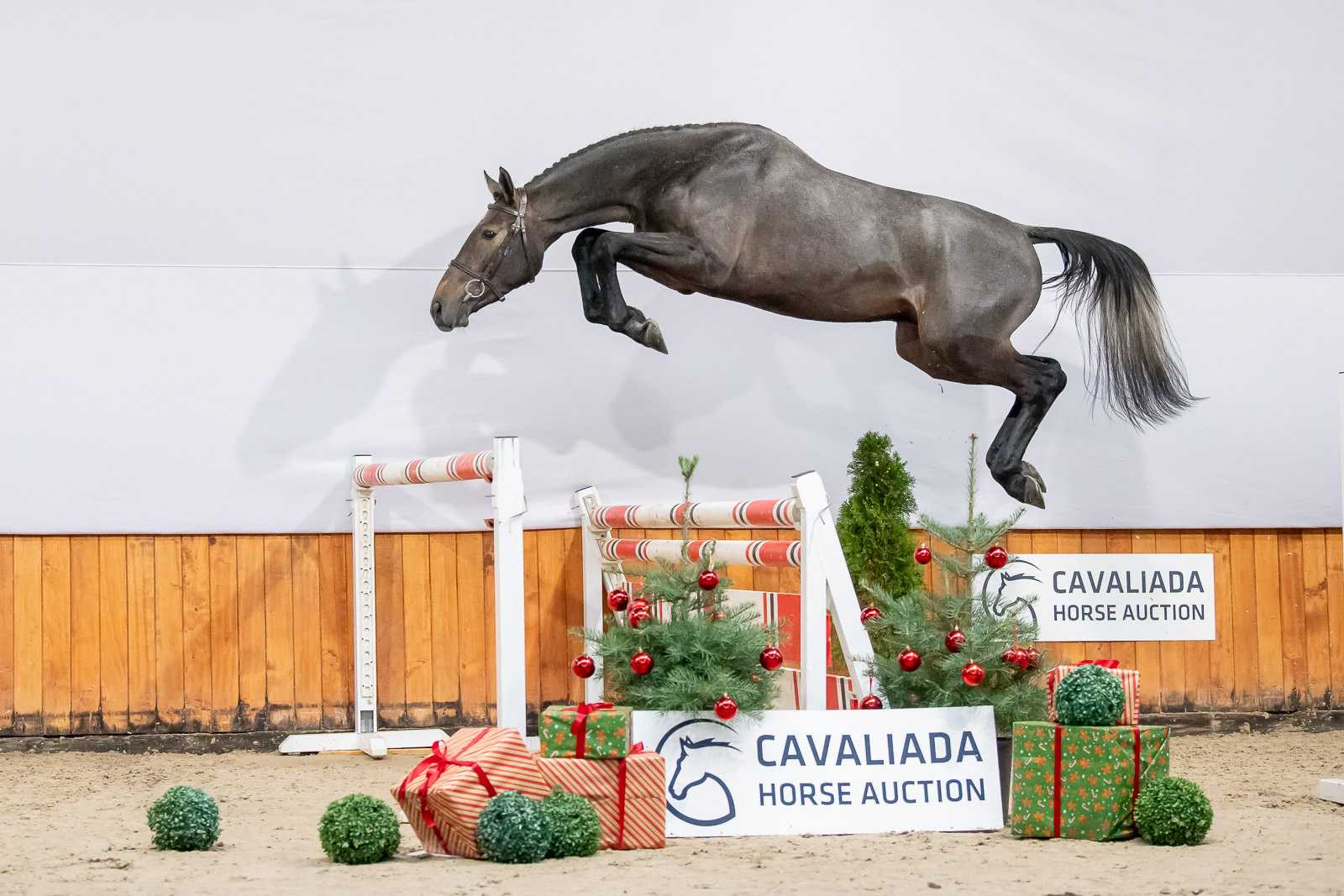 READY FOR MUMBAI (MUMBAI x CORIANO'S ASS) — SP · Stallion · 5y