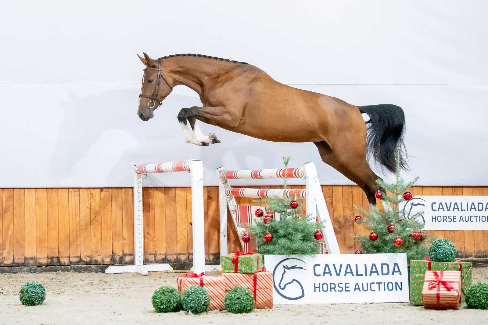 QUESTADORIA (TAMBOURINE RED WINE x QUINTO DE B) — SP · Mare · 5y