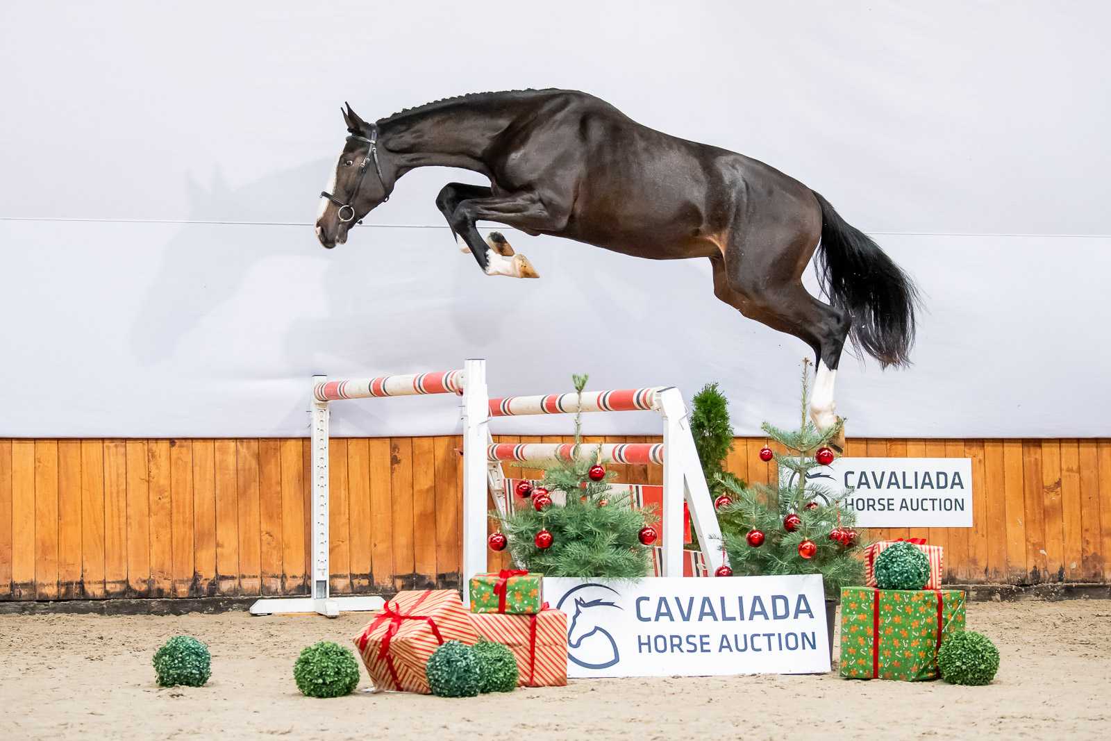 QUEL HEART G&O (HARLEY VDL x CANDILLO) — Holsteiner · Stallion · 5y