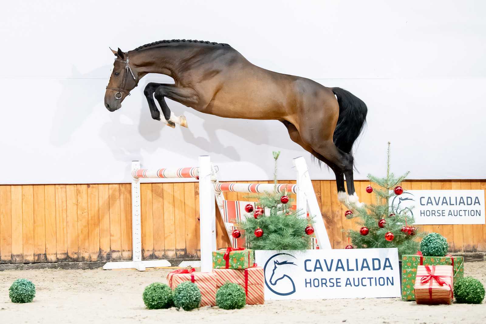 HELLBOY AS RED WINE (VDL LIAMANT W x HICKSTEAD) — OS · Stallion · 5y