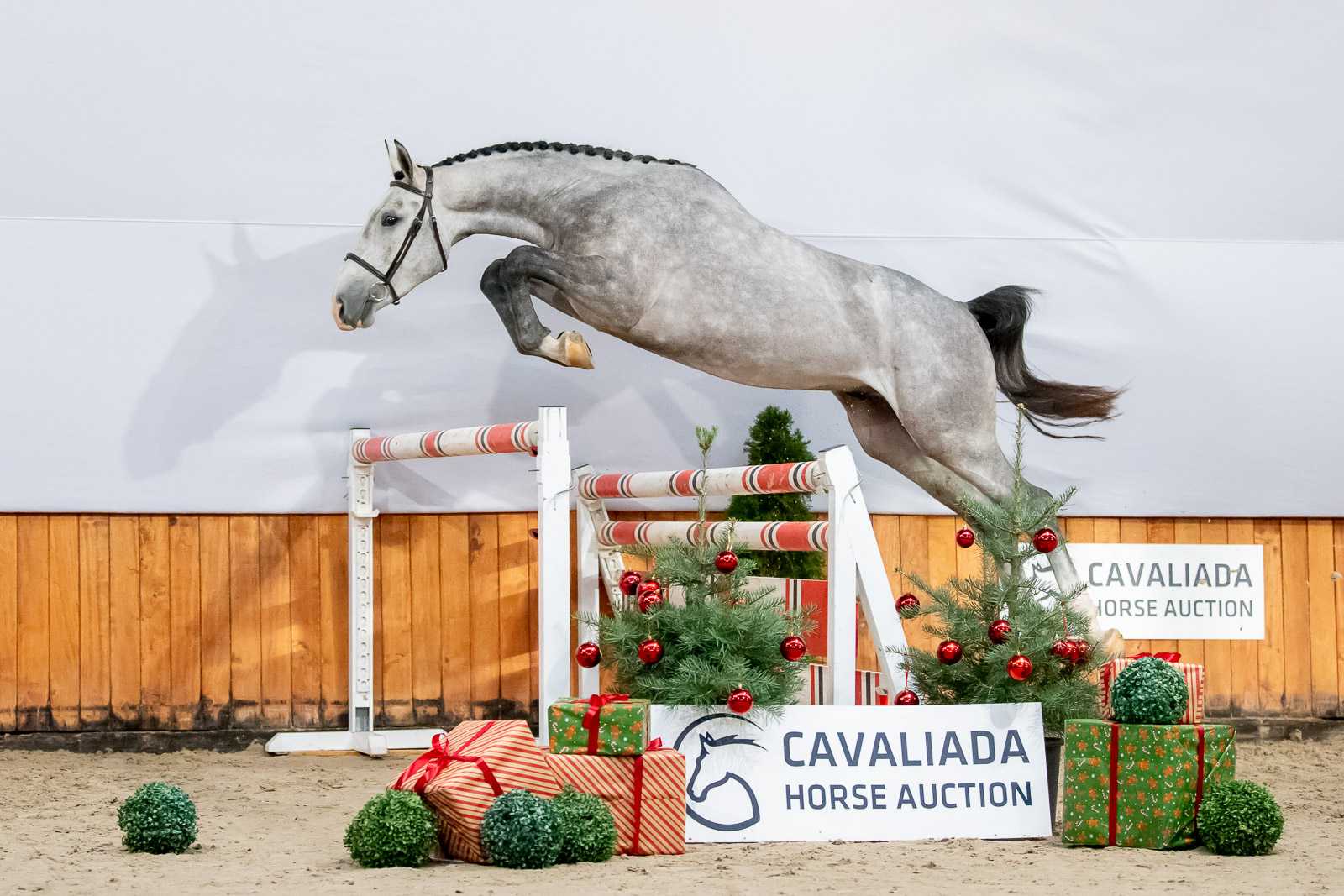GAMBIT MT (CICERO Z VAN PAEMEL x COMILFO PLUS Z) — WLKP · Stallion · 5y