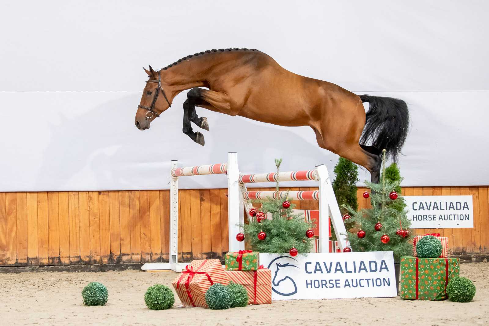 COMME PEINT MT (COMME IL FAUT x ADAGIO DE TALMA) — Holsteiner · Stallion · 5y