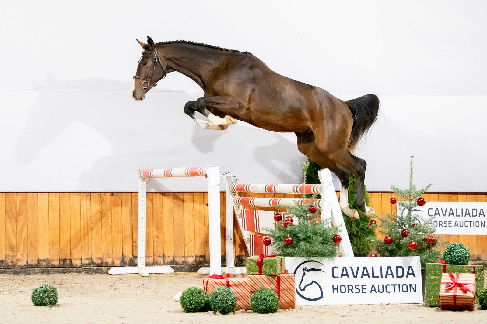 AMADEUS PS Z (ALL STAR 5 x LARIMAR) — Zangersheide · Stallion · 5y
