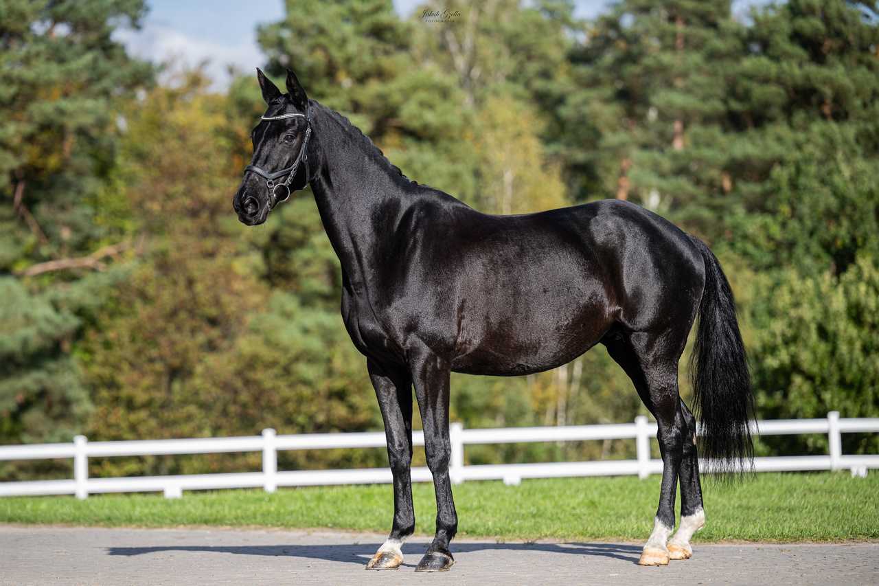SINA WH — Trakehner · Mare · 13y