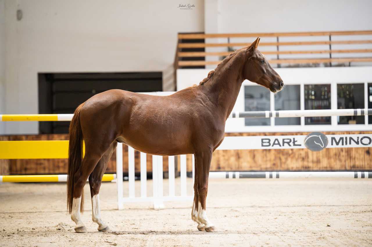 SLASH — SP · Gelding · 6y