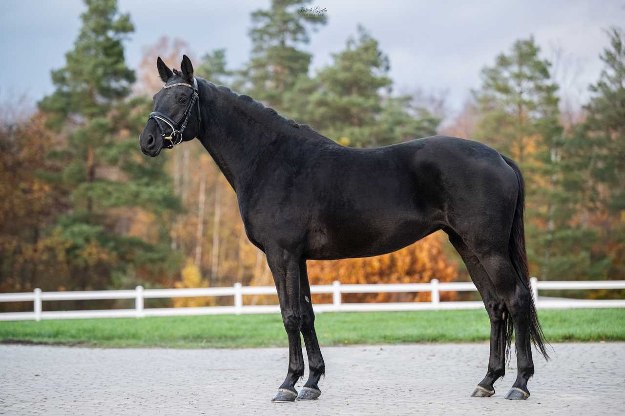 INGEBORG — Trakehner · Mare · 9y