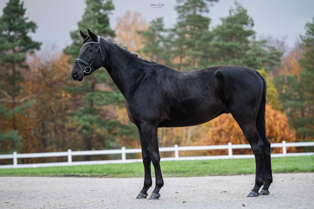 IGGY POP — Trakehner · Gelding · 7y