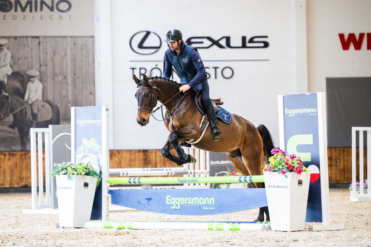 TIMBERLAKE — Oldenburg · Gelding · 7y