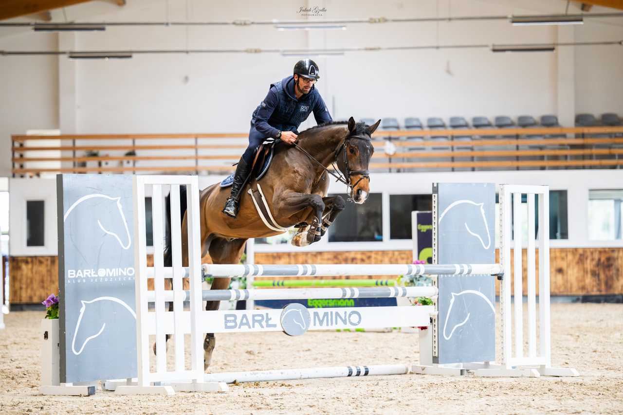 OZZY OSBORNE — Oldenburg · Gelding · 8y