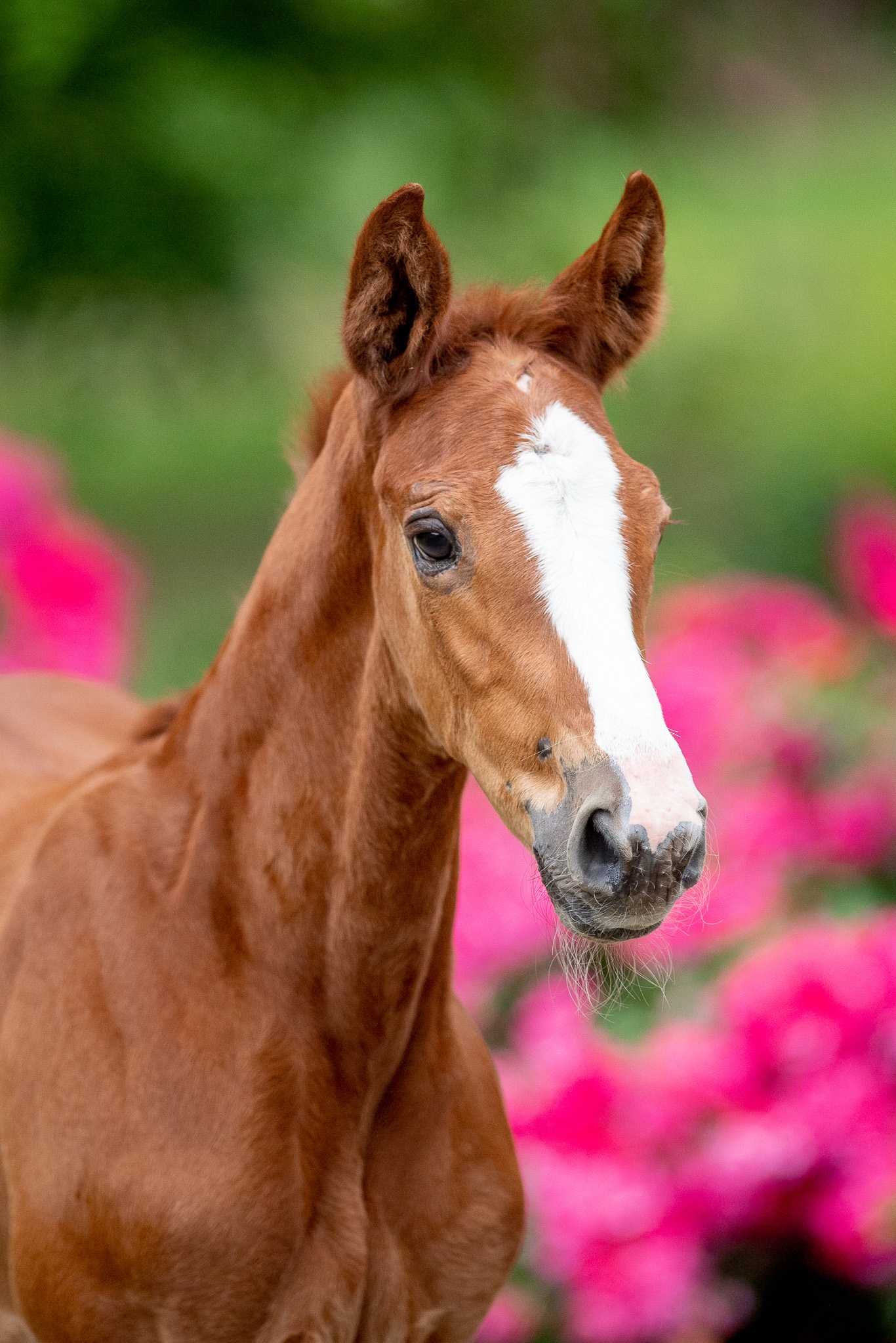 (LOT WITHDRAWN) A BEAUTIFUL STORY MK Z (AGANIX DU SEIGNEUR x MYLORD CARTHAGO) — Zangersheide · Mare · 2y