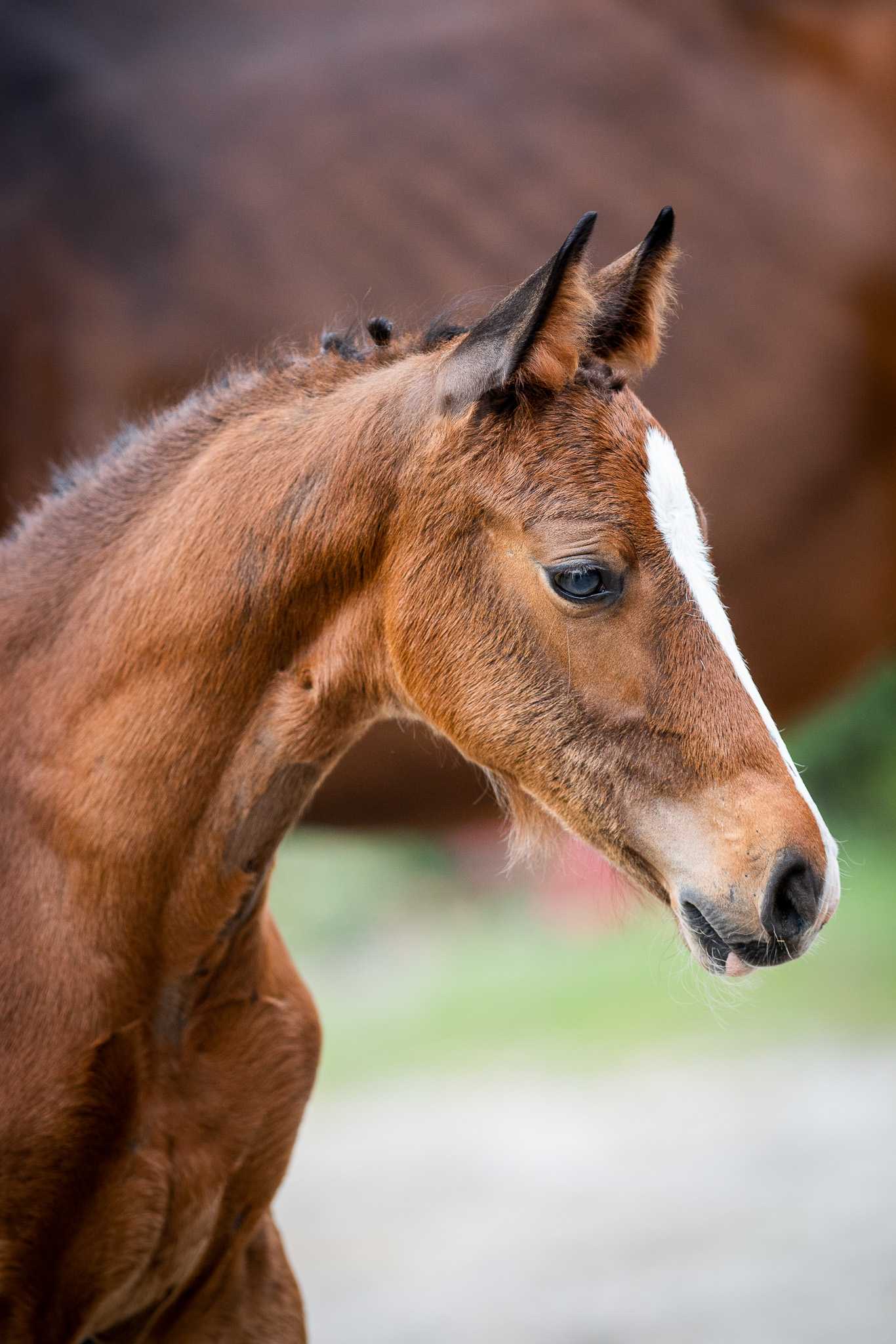 C'KISSY MISSY HG (ASHFORD x CALIMERA) — SP · Mare · 2y