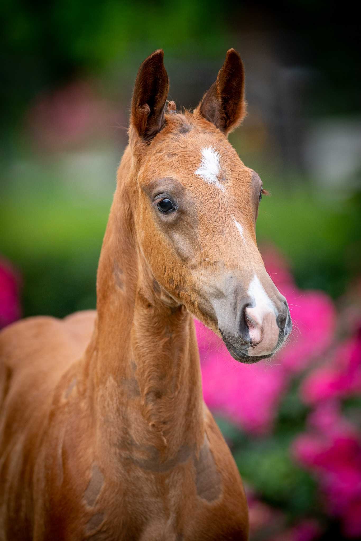 CANON OK Z (COMILFO PLUS Z x CANTOS) — Zangersheide · Stallion · 2y