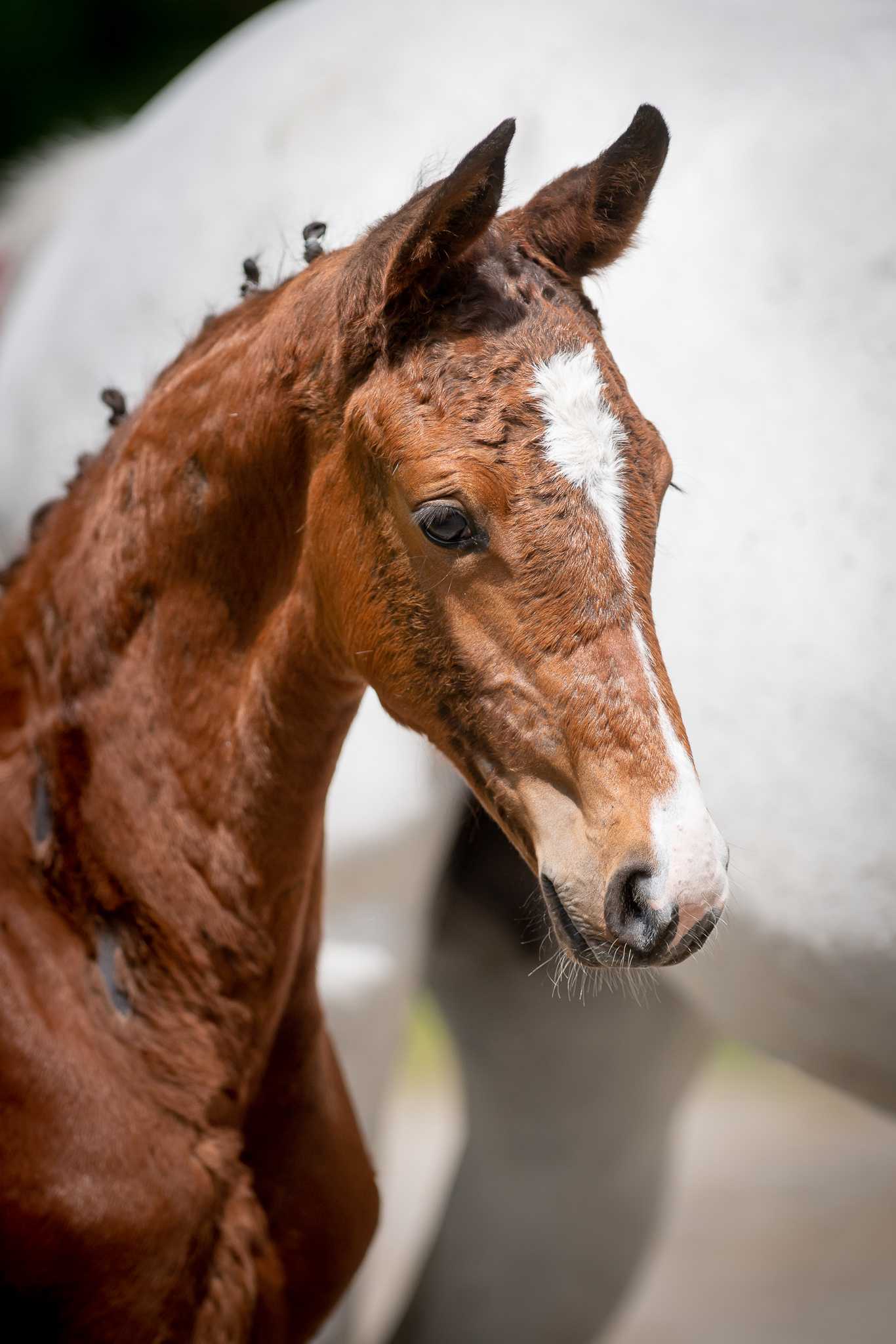 DELFINA Z (DOURKHAN HERO Z x CLARIMO) — Zangersheide · Mare · 2y