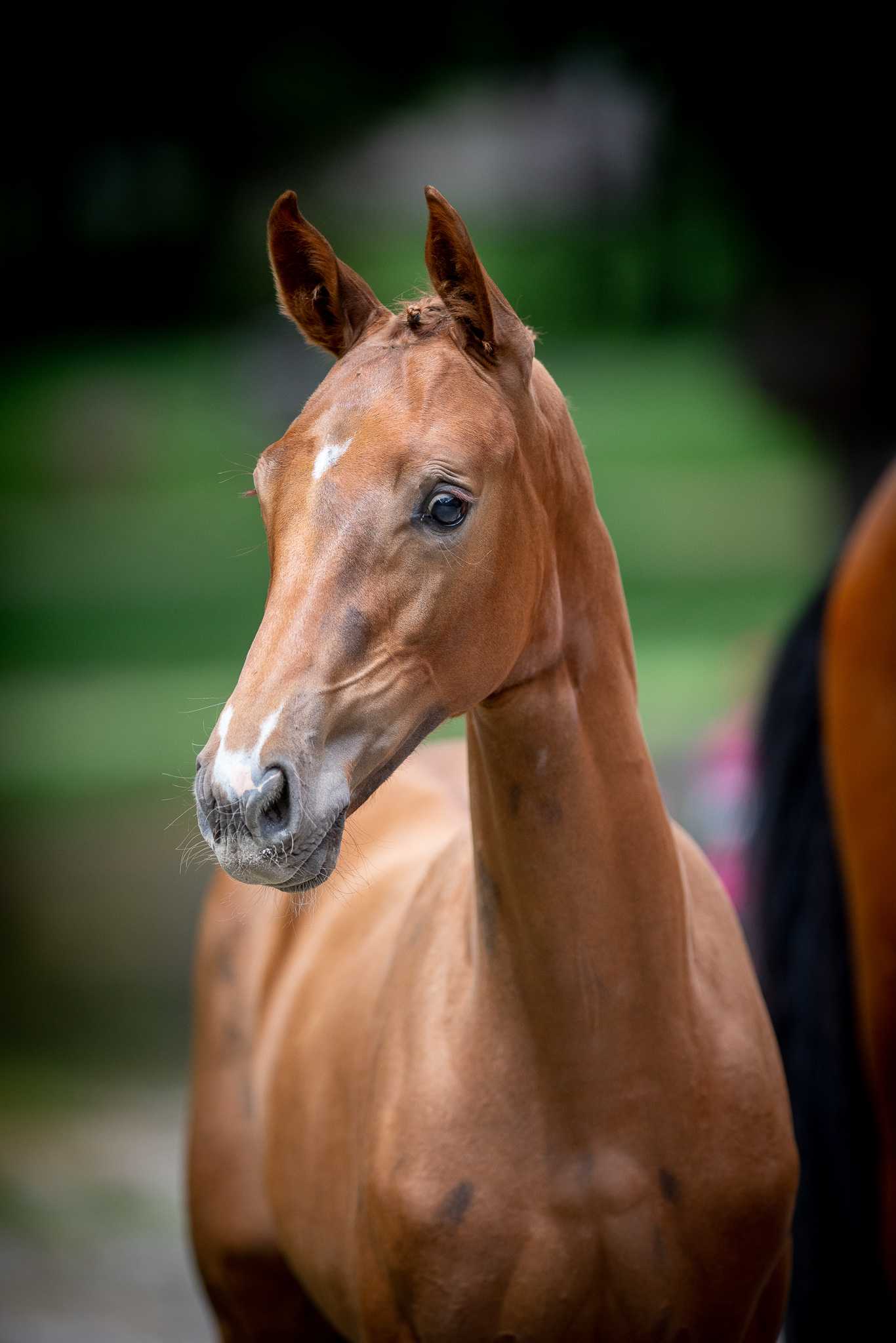 DOLLY LOLLY (SEA COAST DON'T TOUCH TIJI HERO x CONTENDRO I) — OS · Mare · 2y