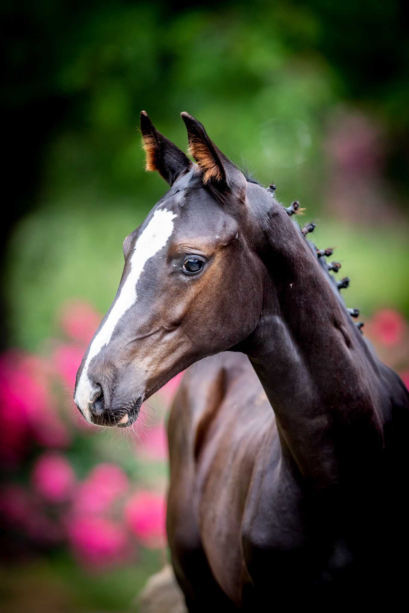 EMERALDO (EMERALD VAN 'T RUYTERSHOF x NONSTOP) — Holsteiner · Stallion · 2y