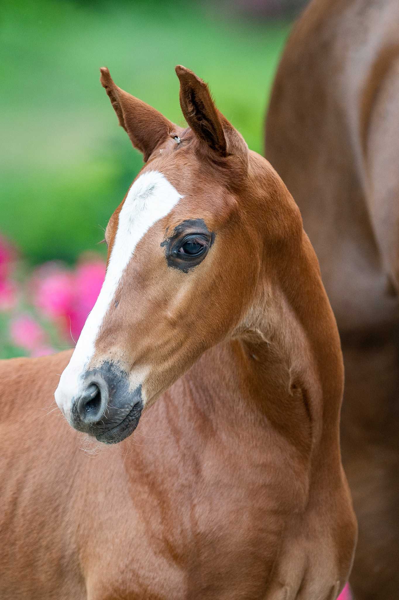 EMINEM RED WINE (ERMITAGE KALONE x COULEUR ROUGE) — Zangersheide · Stallion · 2y