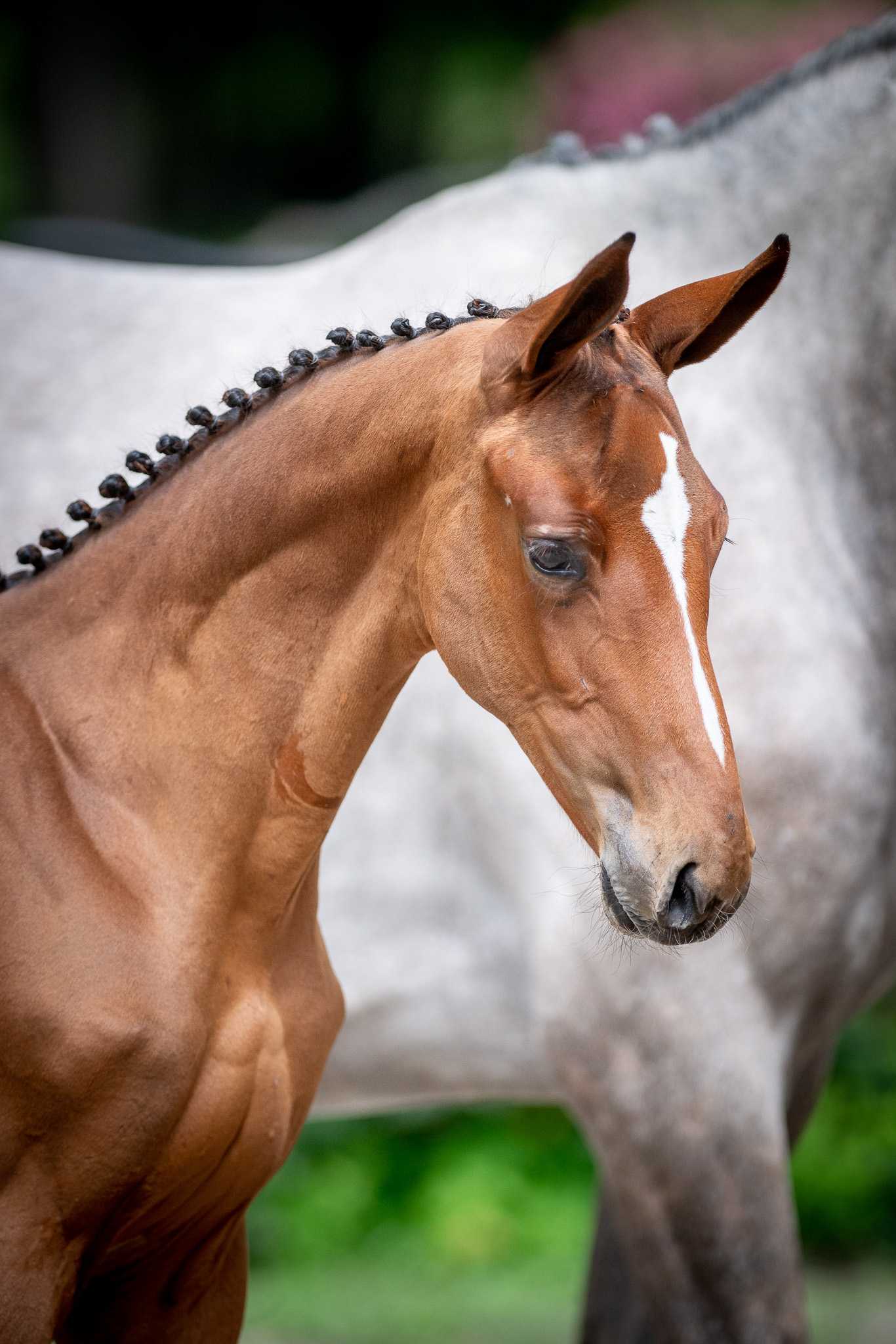 EMPRESS DIAMOND ML (ELDORADO VAN DE ZESHOEK x EMERALD VAN 'T RUYTERSHOF) — Zangersheide · Mare · 2y