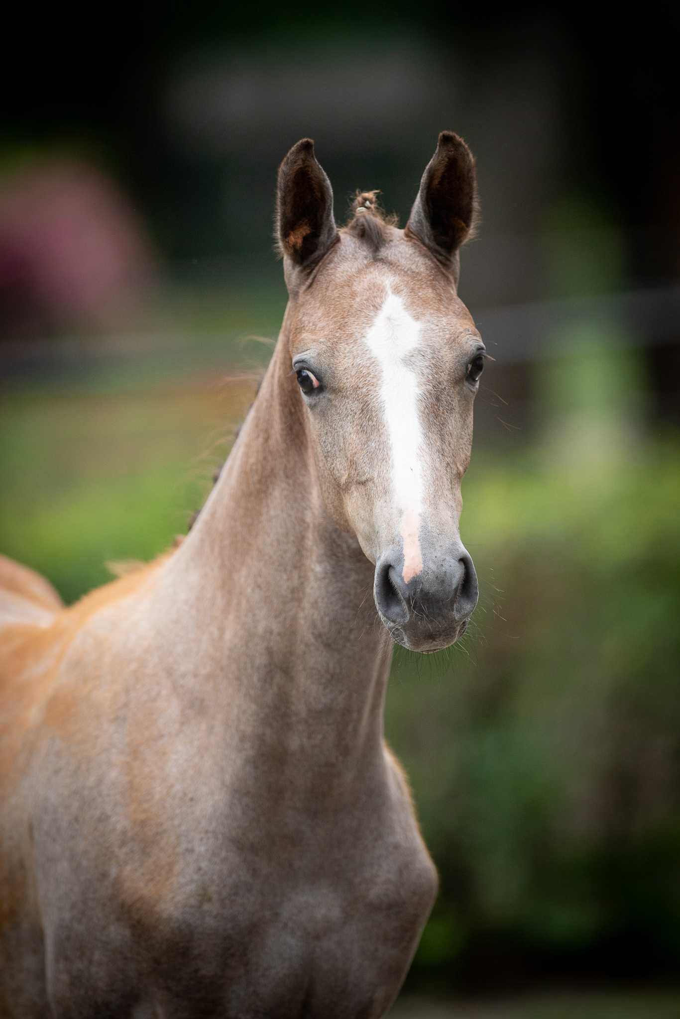 KAMIKADZE BLUE PJ (CHACOON BLUE x QUIDAM DE REVEL) — SP · Stallion · 2y