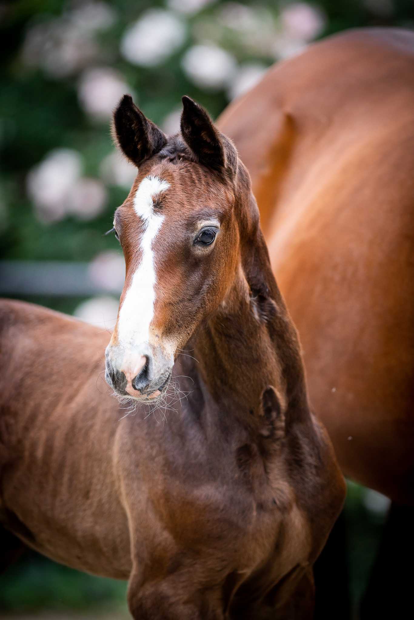 C-LUCKY LINDEN (CHALOUBINO PS x CARDENIO) — SP · Stallion · 2y