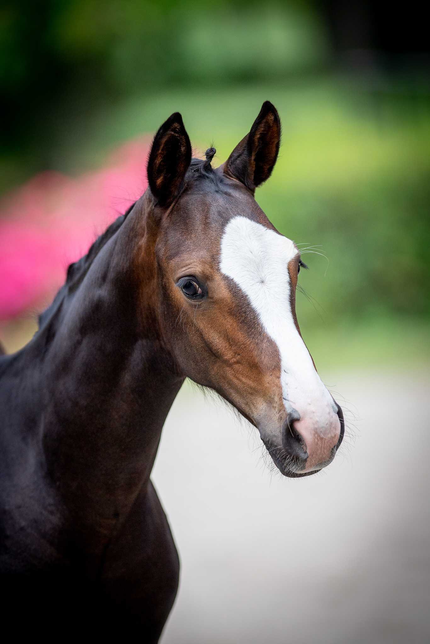 MULLINER II KNT (MILLION DOLLAR x CANTO) — Holsteiner · Stallion · 2y