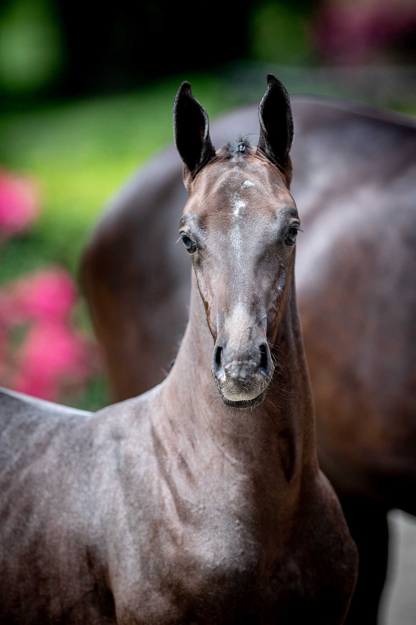 RUSTICARO (COLORIT x BOLSHOI) — SP · Stallion · 2y