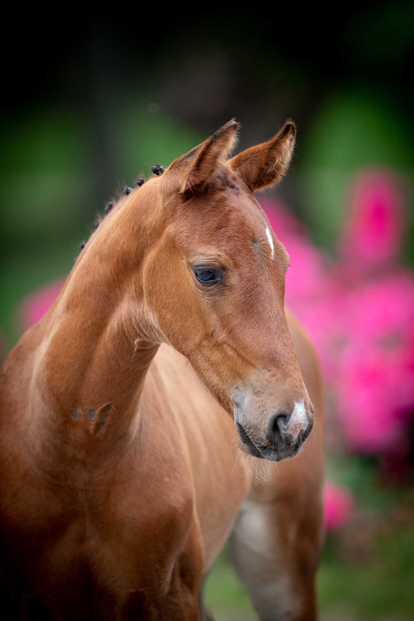 URINELLO SDJ (URIKO x NEKTON) — Holsteiner · Stallion · 2y