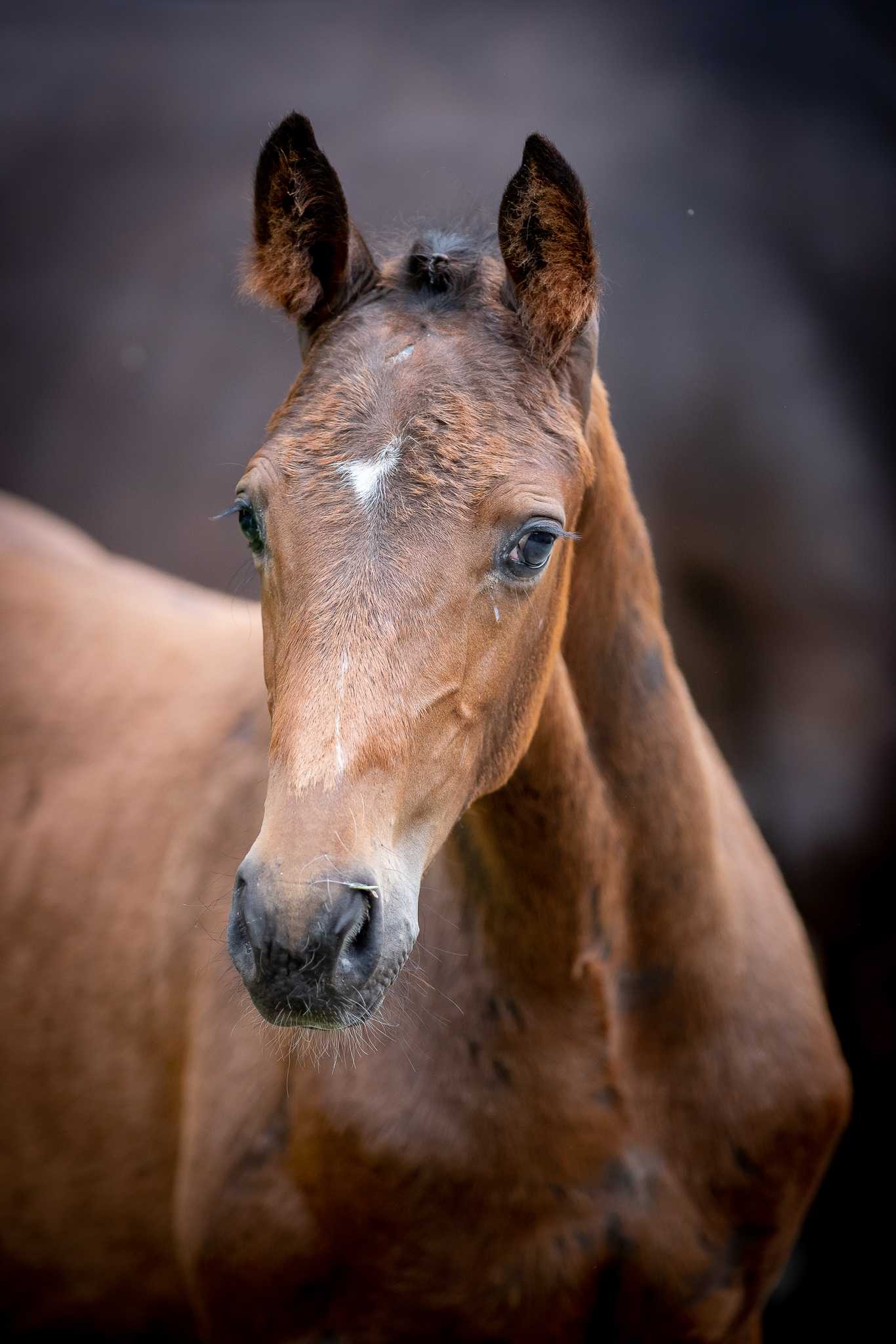 USTIQUE ZR (BUSTIQUE x PERFECT DE COQUERIE) — Kwpn · Stallion · 2y