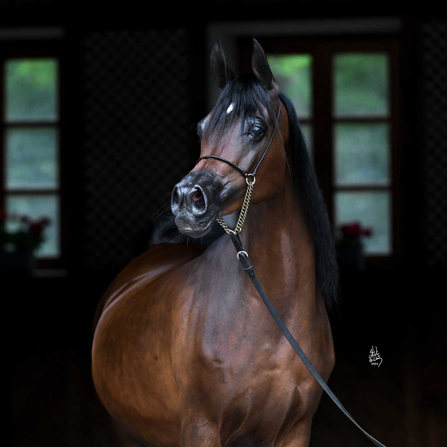DIARA — HOLST · Mare · 16y