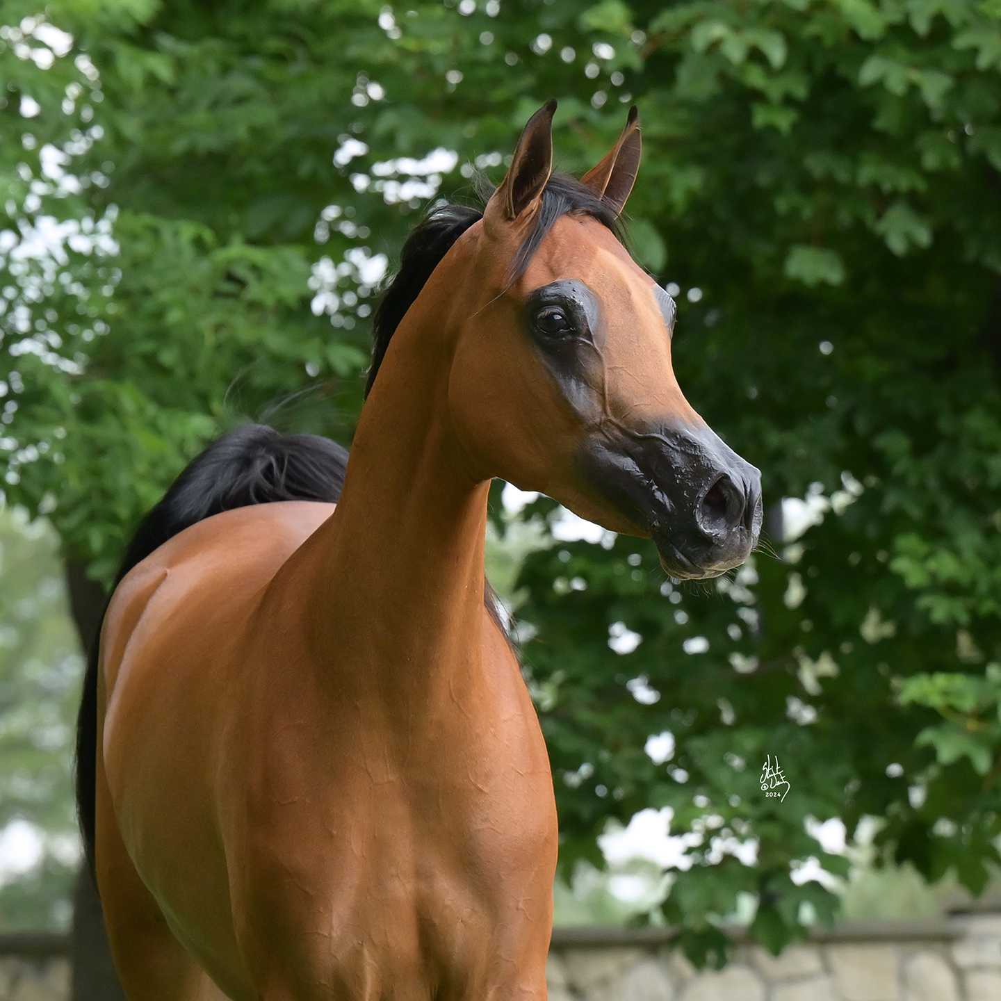 PERISTERIA — Mare · 4y