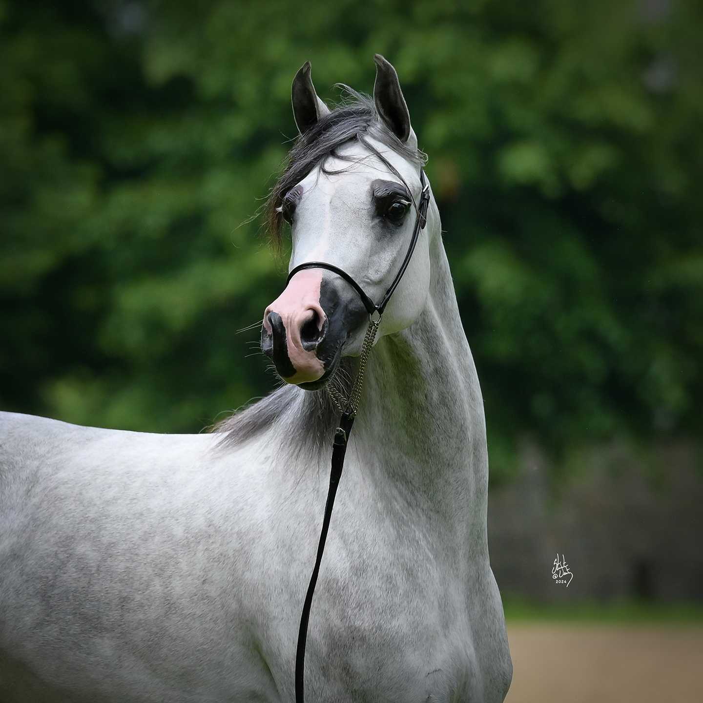 GALATHIERA — Mare · 6y