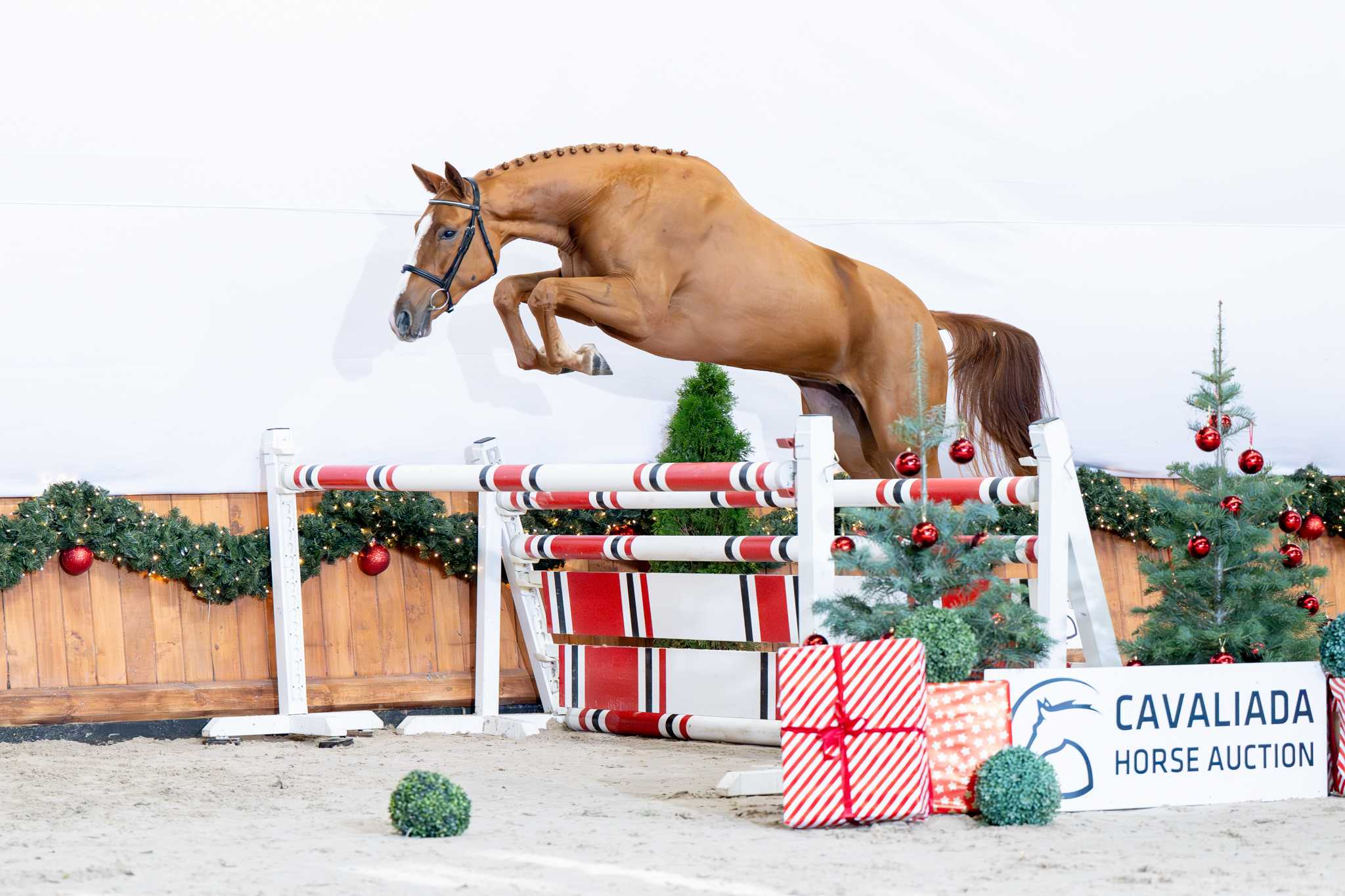 ERANIA RED WINE (AGANIX DU SEIGNEUR x HOTSPOT) — OS · Mare · 4y