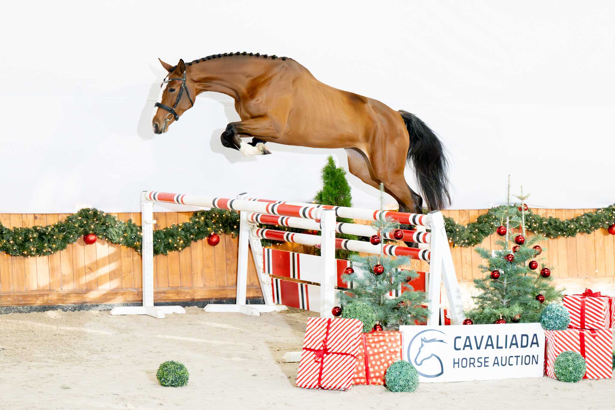 OLIVIA NW (CORAZON NW x ZAMBESI TN) — SP · Mare · 5y