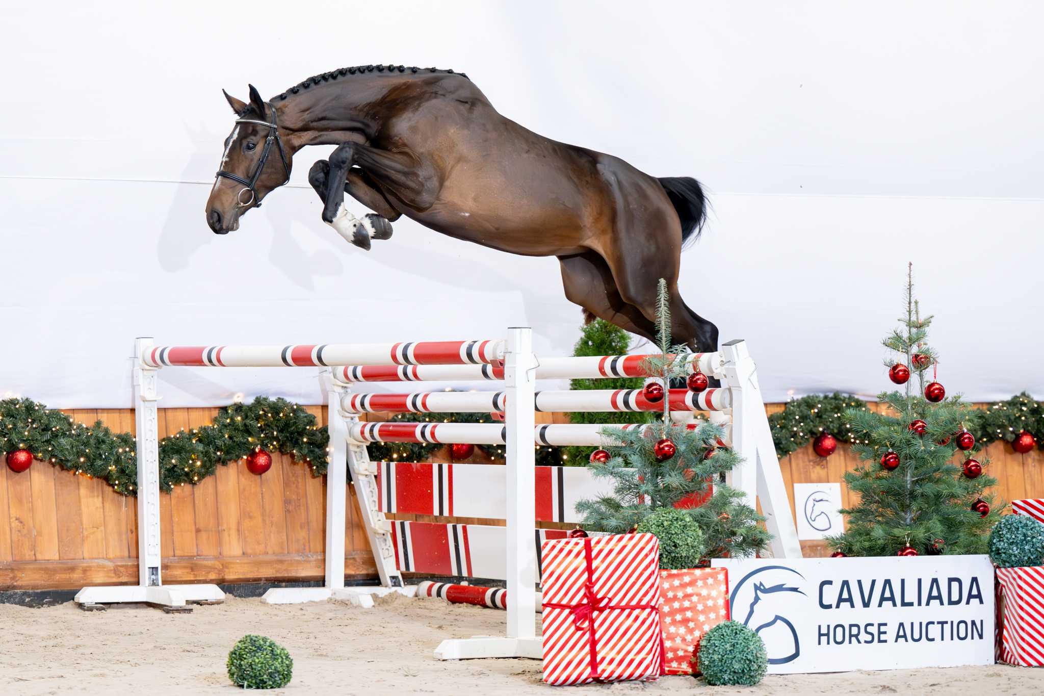 PRINCESSA (EMERALD VAN HET RUYTERSHOF x CLARIMO) — Holsteiner · Mare · 4y
