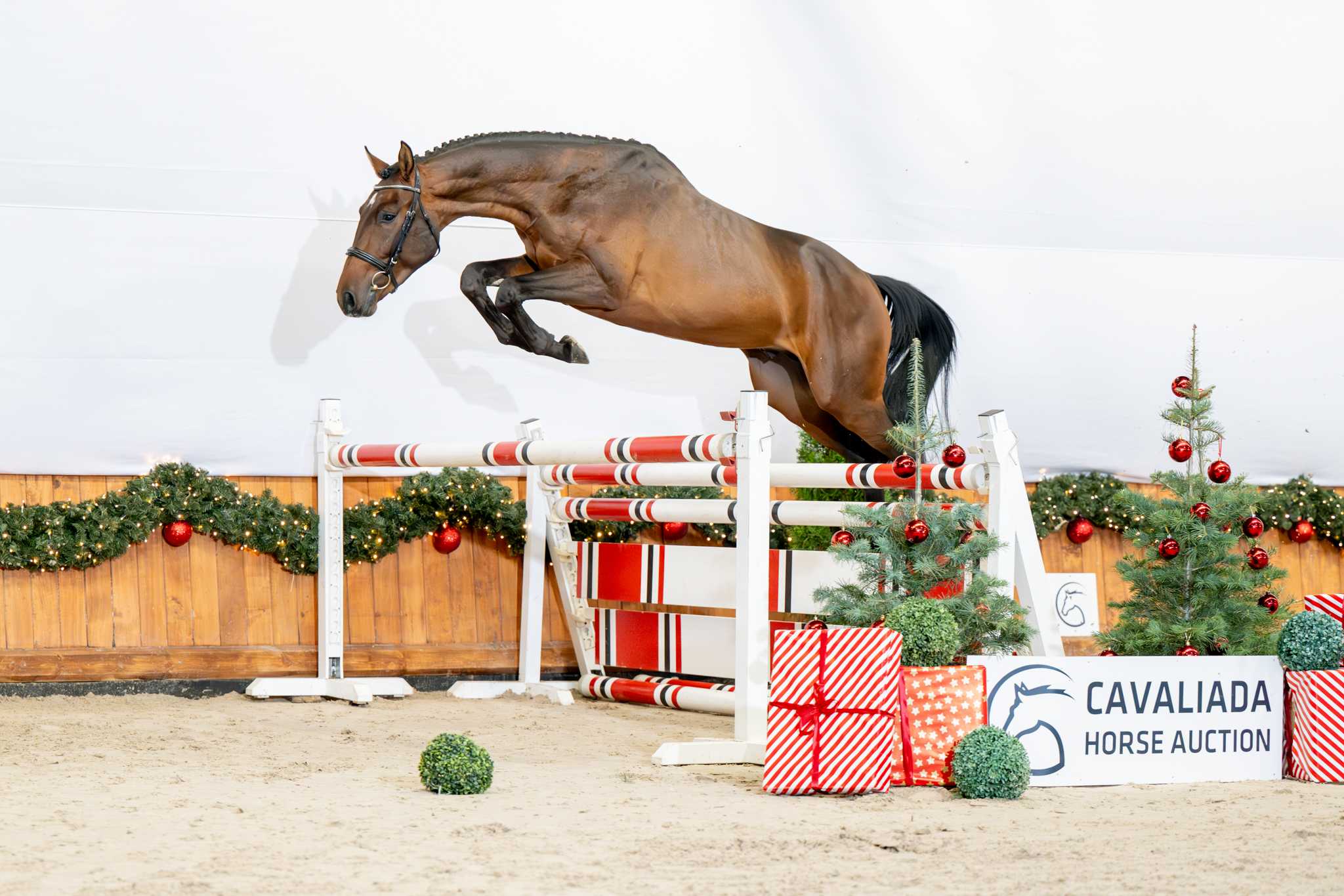 COVERDI KNT (VERDI x CONNOR) — Holsteiner · Stallion · 4y