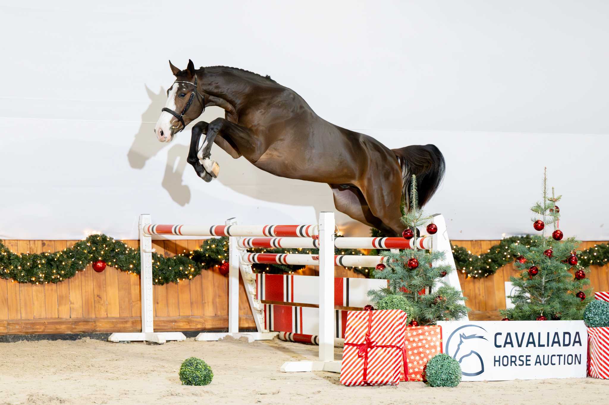TEO (CASIRO I x SANTOS) — SP · Stallion · 4y