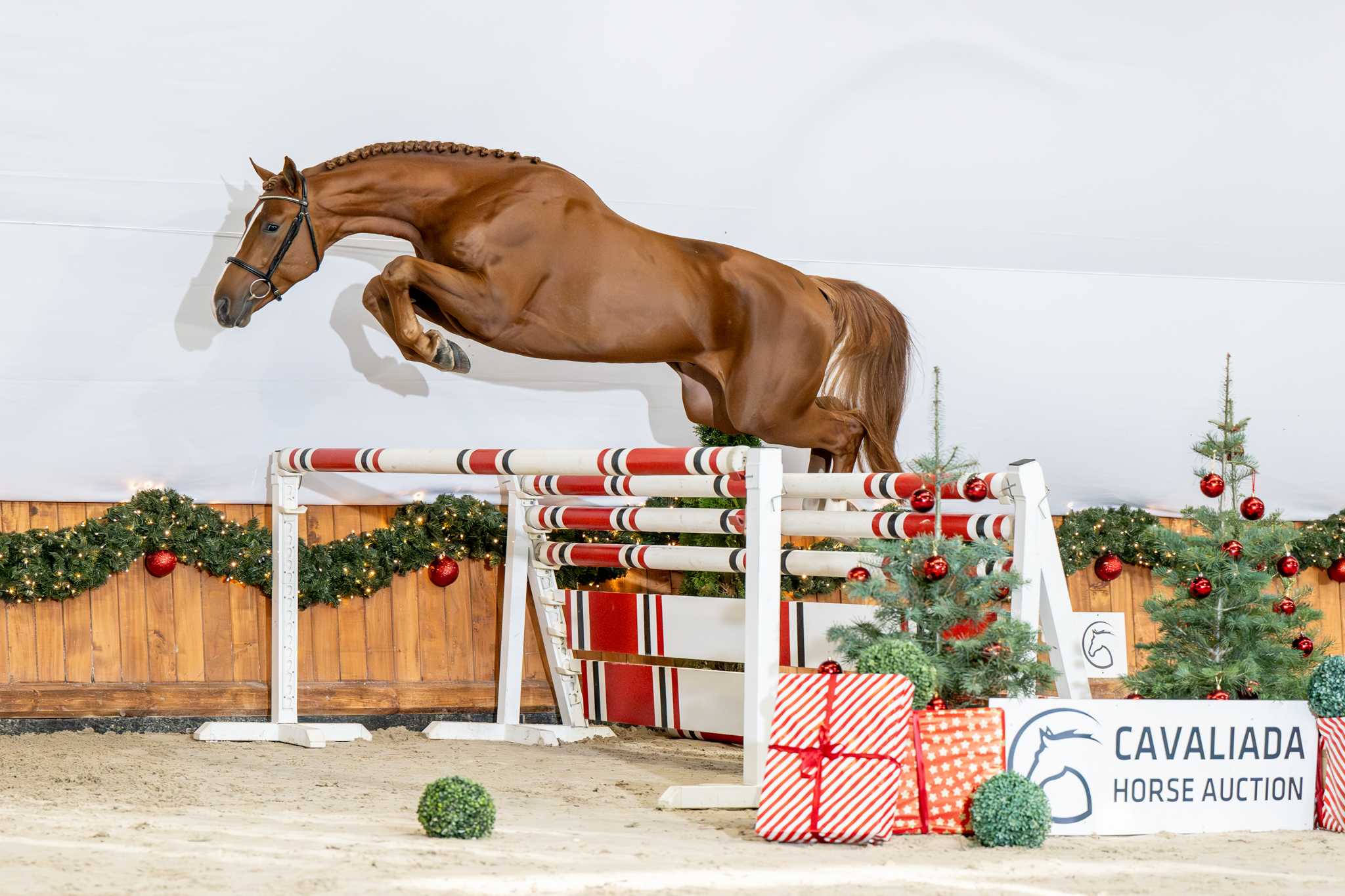 EXACT (DARWIN Z x COUPIE) — SP · Stallion · 4y
