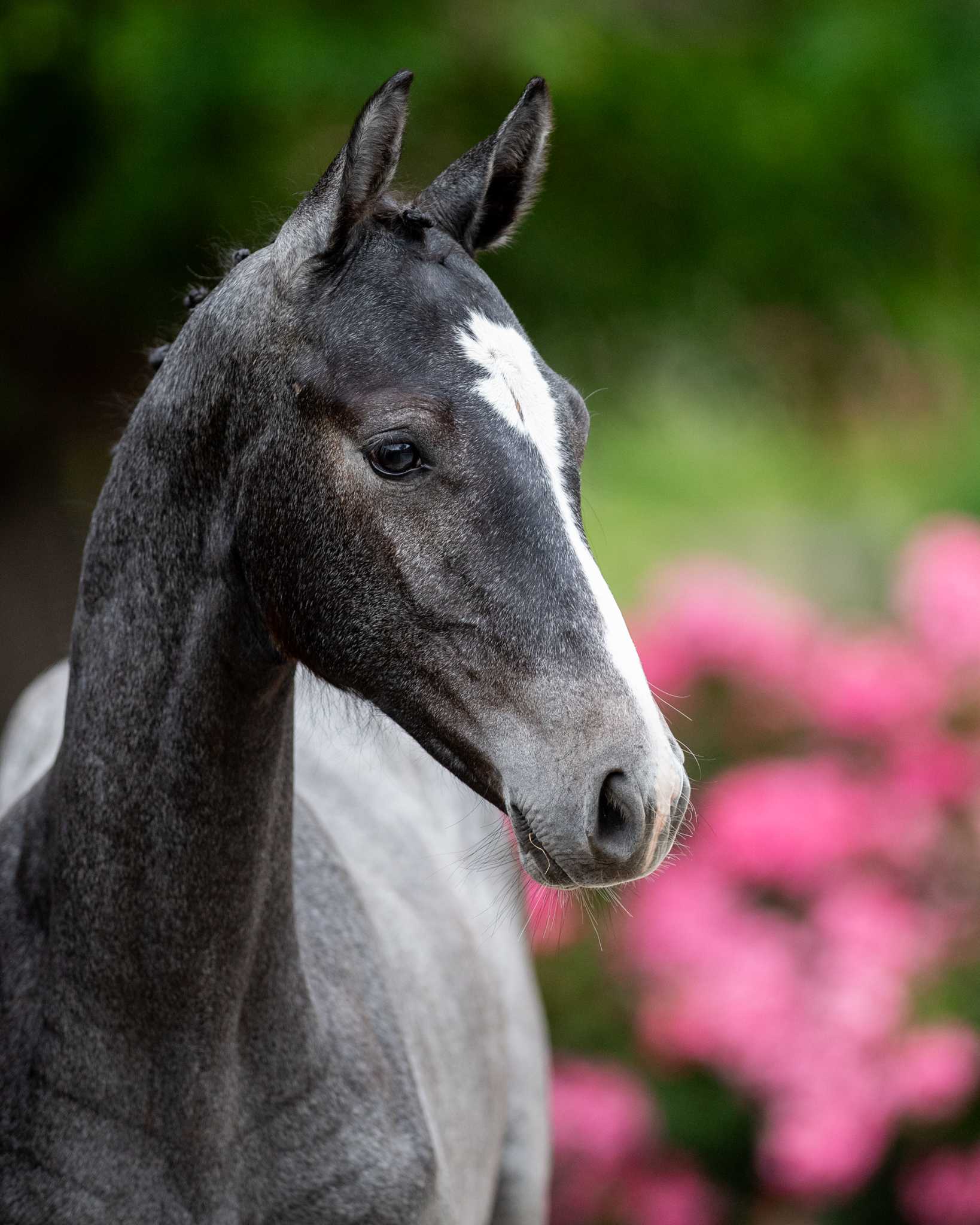 ZUCCTERO KNT (ZUCCERO HV x QUINTERO) — Holsteiner · Stallion · 1y