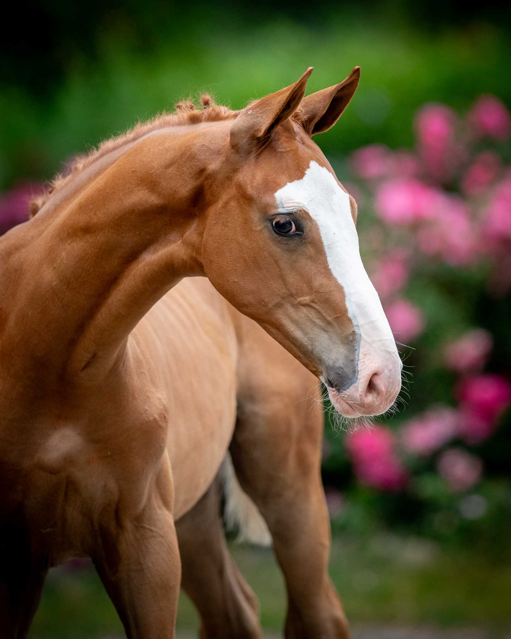 HOW EASY D (NASDAQ Z x HICKSTEAD WHITE) — WLKP · Stallion · 1y