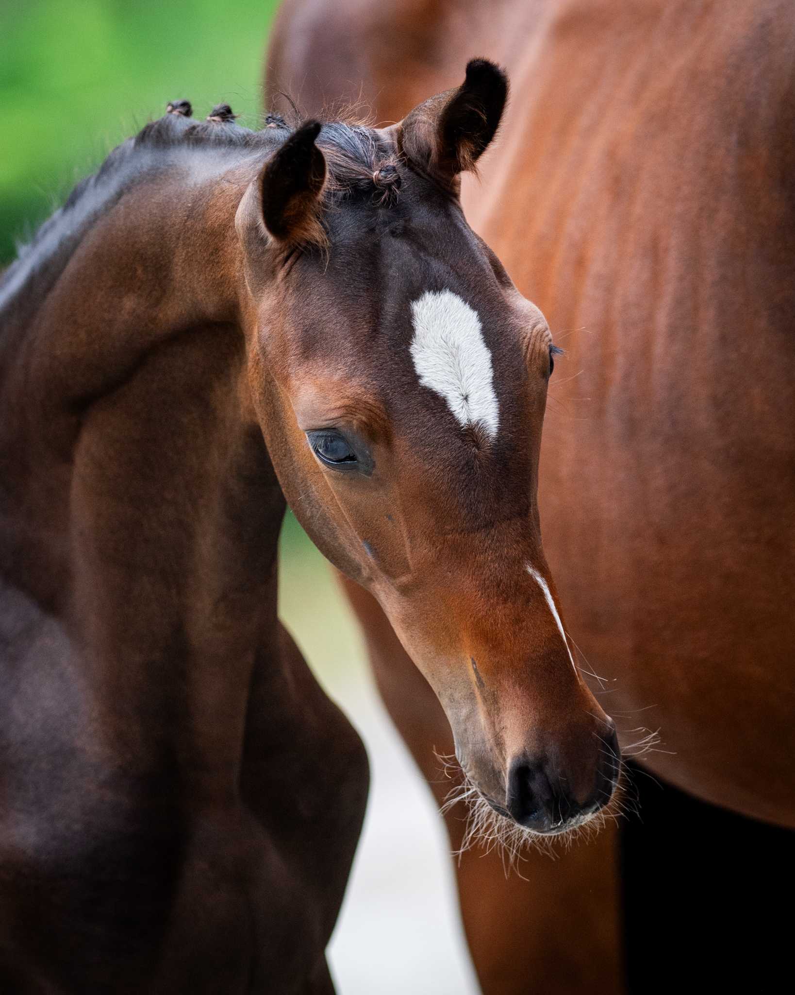 NEMO LINDEN (ERMITAGE KALONE x NINTENDER) — SP · Stallion · 1y
