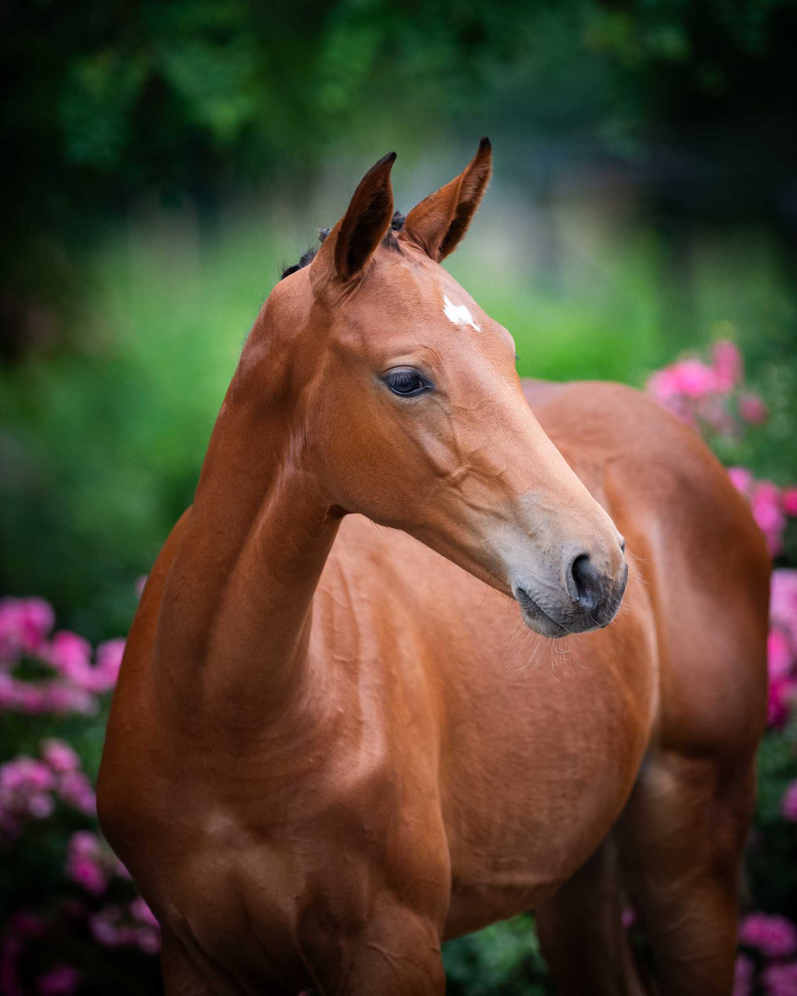 TITANIA AMK (EMERALD VAN 'T RUYTERSHOF x NUMERO UNO) — Holsteiner · Mare · 1y