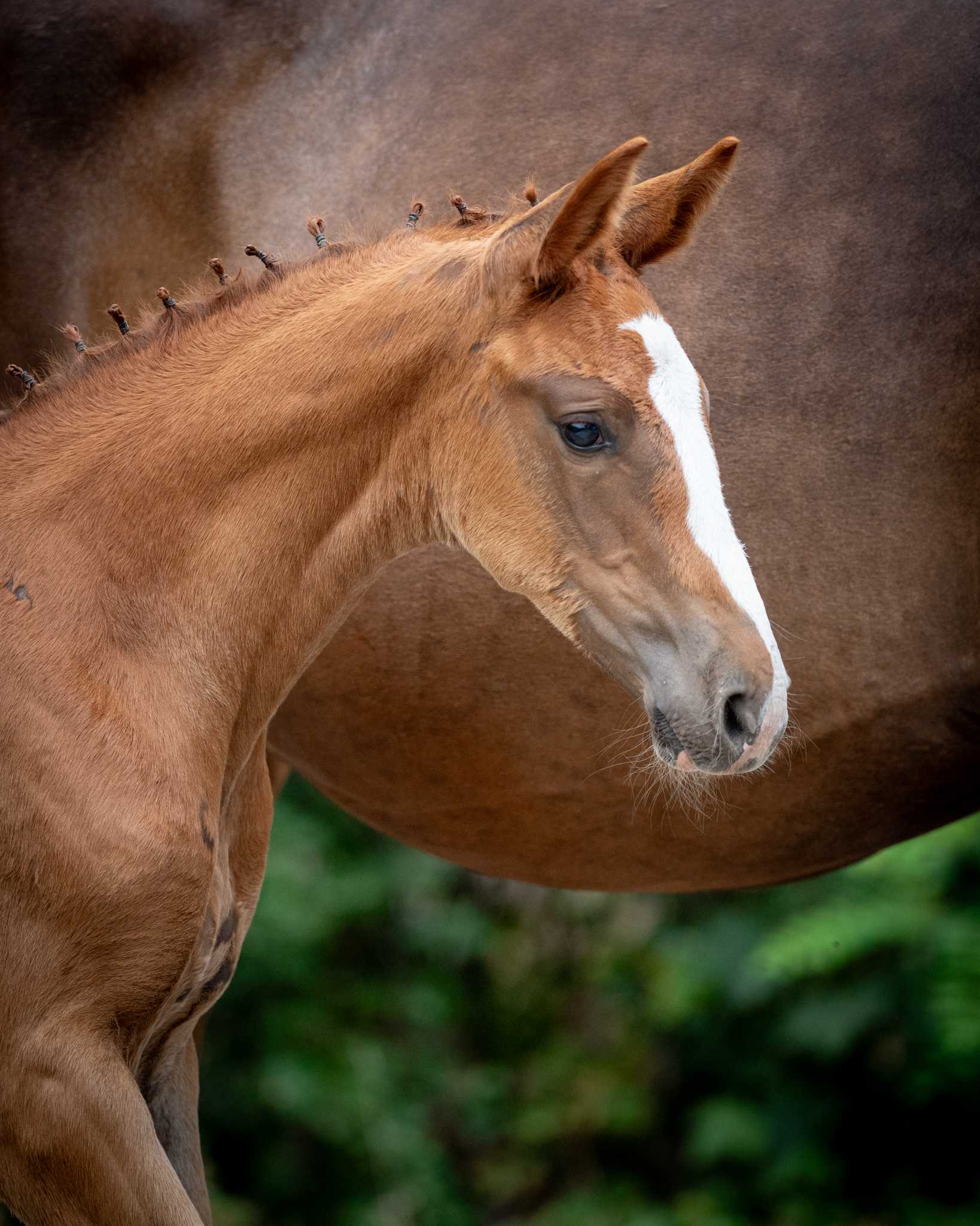 TOP MY LADY CK (ZIROCCO BLUE VDL x I'M SPECIAL DE MUZE) — Holsteiner · Mare · 1y