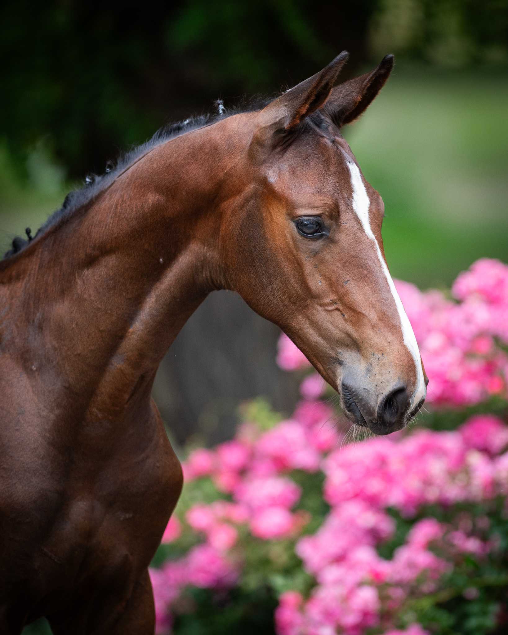 ULTIMATE TOUCH PJ (UNITED TOUCH S x MILLION DOLLAR) — Holsteiner · Stallion · 1y