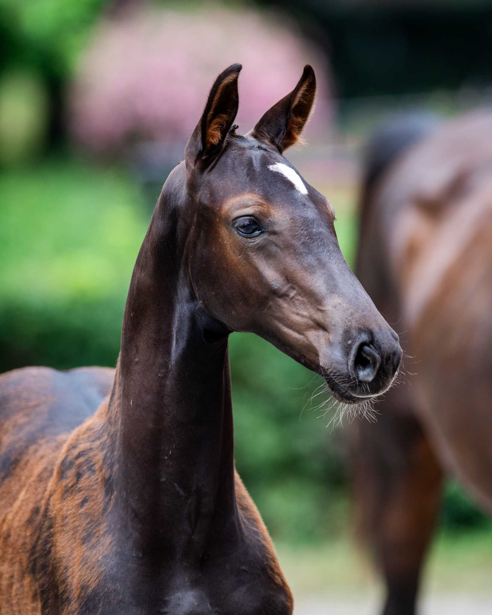 JAGGER LINDEN (JAGUAR VAN DE BERGHOEVE x CHACCO-BLUE) — OS · Stallion · 1y