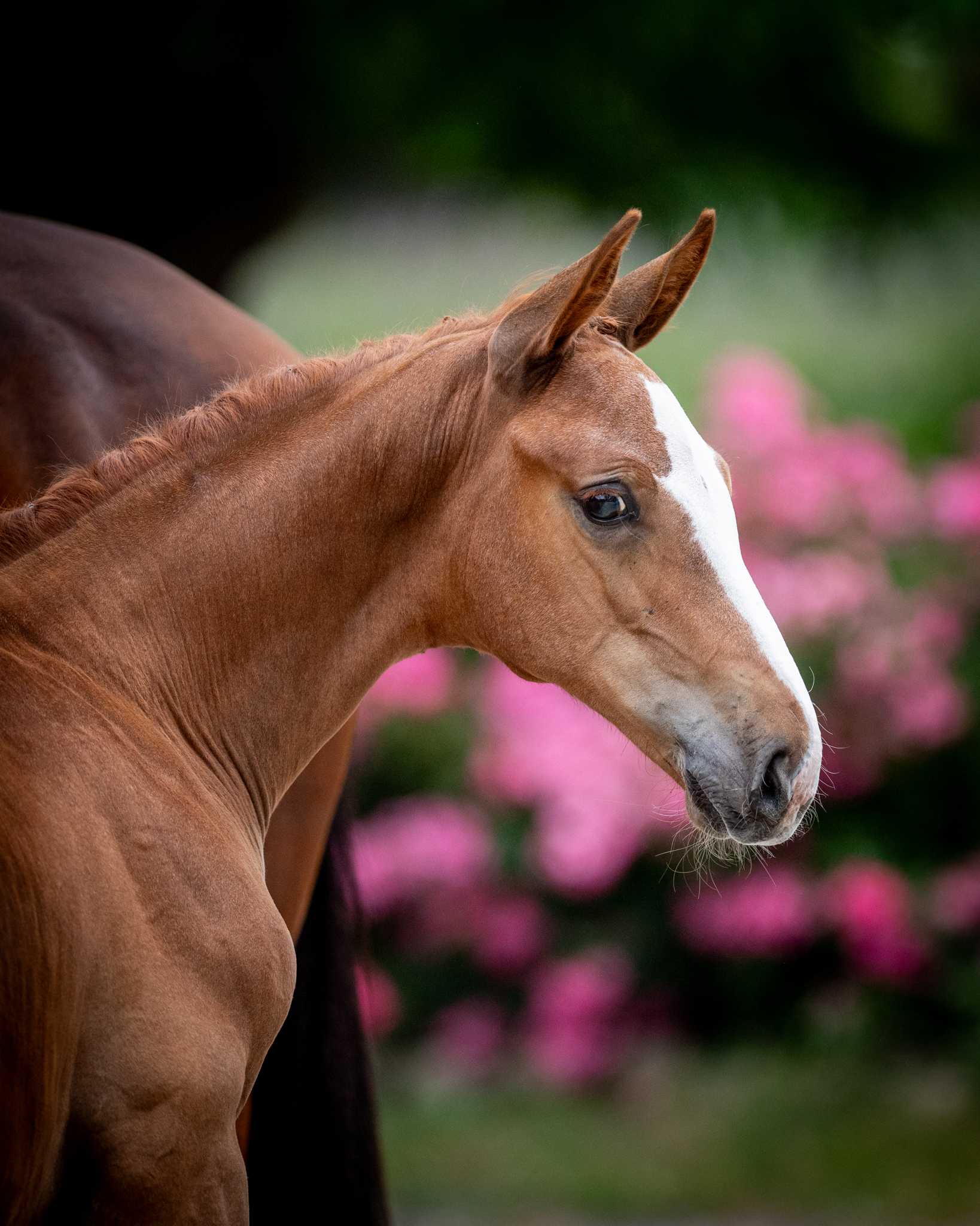 CHATRAN RED WINE (EMERALD VAN 'T RUYTERSHOF x STAKKATO) — Bwp · Stallion · 1y