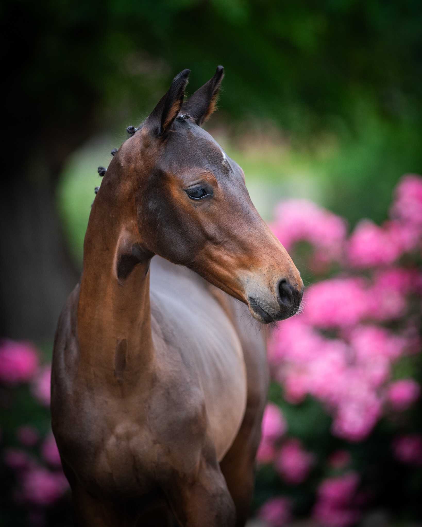 KANNSTAR BM Z (KANNAN GFE x L’ARC DE TRIOMPHE) — Zangersheide · Stallion · 1y