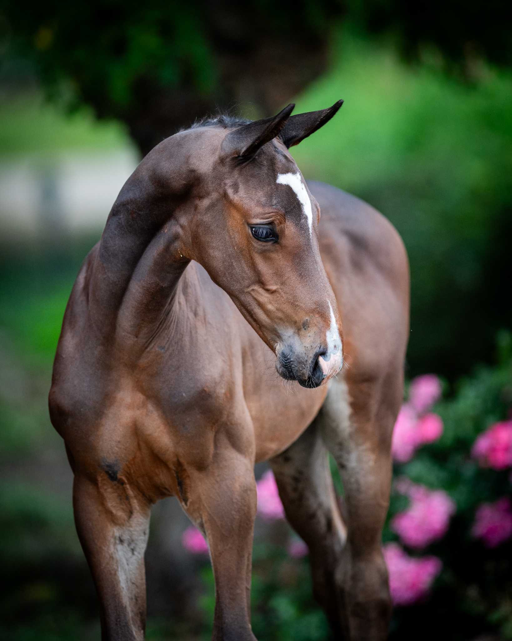 D’AMALFI LIMONCELLO SUPREME Z (DOMINATOR 2000 Z x DIEU MERCI VAN T&L) — Zangersheide · Stallion · 1y