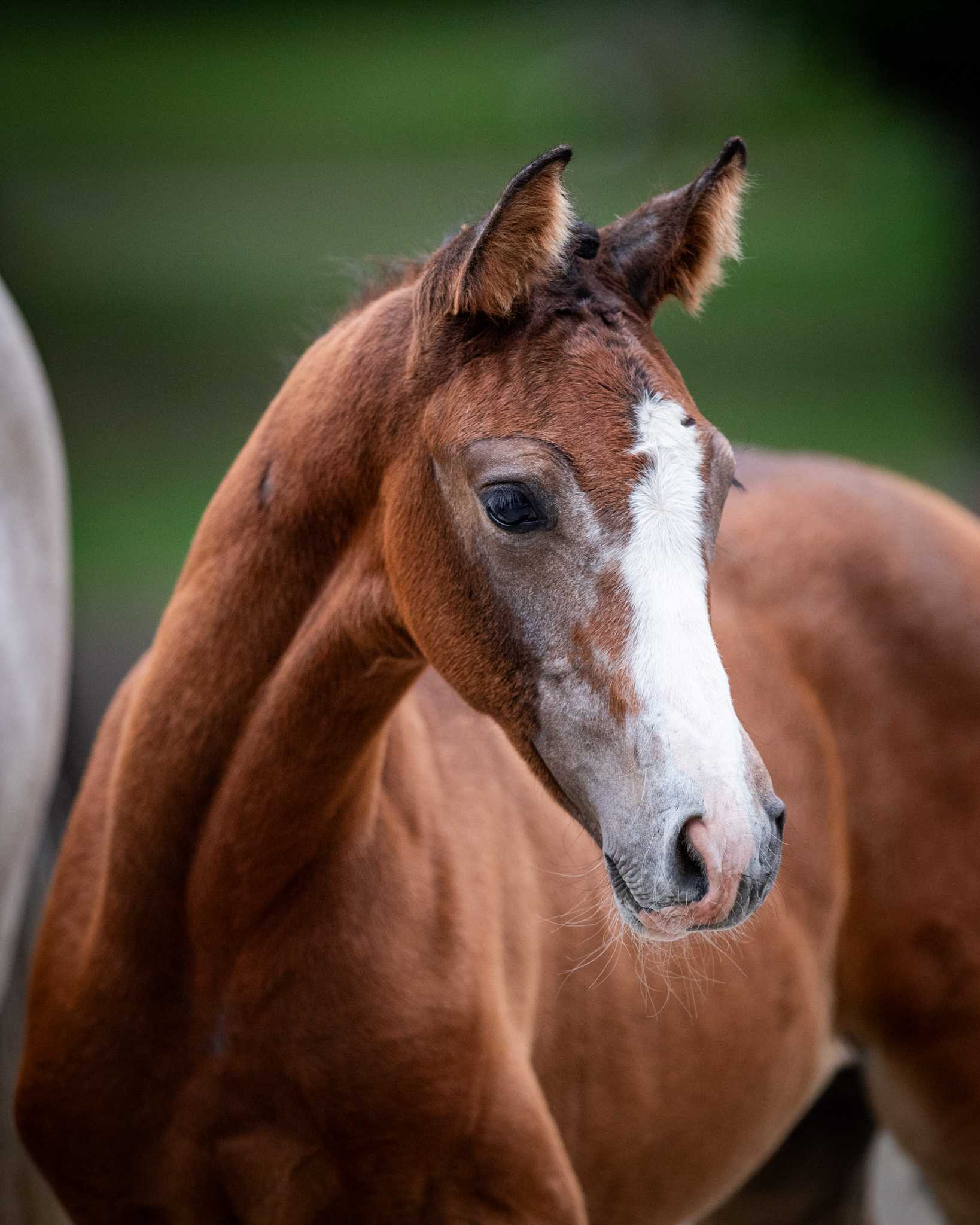 TOKYO (ERMITAGE KALONE x ZIROCCO BLUE) — Holsteiner · Mare · 1y